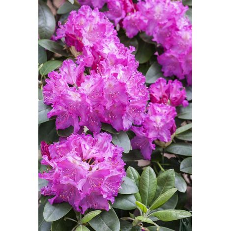 Rhododendron 'Omega' Rhododendron Hybr.'Omega' C 5 30- 40 (1/5)