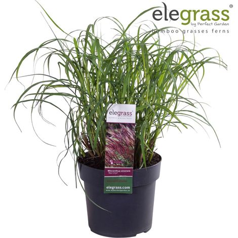 Roseau de Chine Red Chief 30cm Pot 19cm - Miscanthus sinensis Red Chief