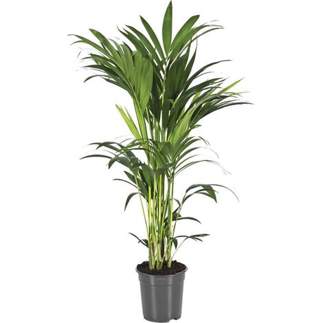 Howea Forsteriana Plante d'Intérieur Palmier Kentia Feuillage Luxuriant Pot 21 cm Hauteur 100 cm - PANGIVO (1/4)