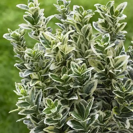 Gardenaria Evonimo - Euonymus japonicus 'White Spire' - Arbusto ornamentale da giardino - Altezza: 40/60 cm (vaso19) (1/3)