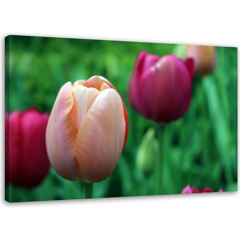 Tableau sur toile Tulipe Rose Fleurs 60x40 (1/5)