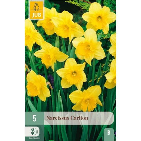 5 Narcisses coupe large Carlton Jaune
