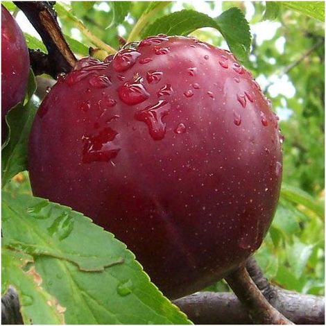 Vivaio Garden Forest – Prunier sang de dragon arbre fruitier – Gros fruits rouges sucrés – Rustique jusqu'à -15°C – Exposition plein soleil – Pot 24cm