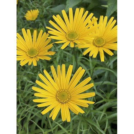 Oeil de boeuf jaune 'Dora' Godet de 8/9 cm