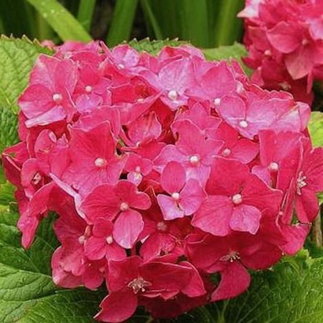 Hydrangea Macrophylla 'Deutschland' - Hortensia de 25 à 30 cm en pot (1/4)