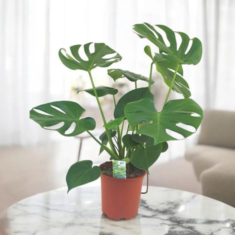 Gardenaria Monstera deliciosa - Pianta da interno ornamentale - Altezza: 50 cm (vaso 14) (1/5)