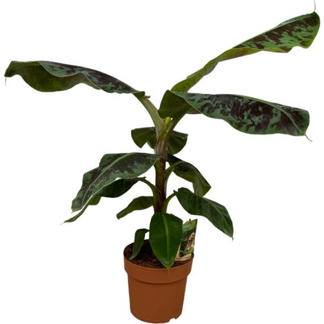Bananier Musa - Plante Verte Tropicale d'Intérieur - Hauteur 70 cm - Pot Ø19 cm - PANGIVO