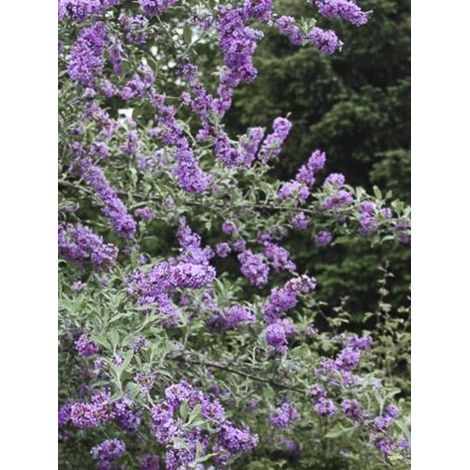 Arbre aux papillons à feuilles alternes 'Unique' Pot de 3L/4L