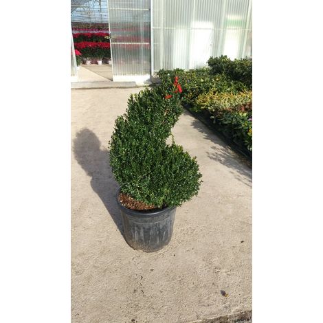 PIANTA DI BUXUS SEMPERVIRENS ARBORESCENS A SPIRALE vaso cm 45 (foto reale)