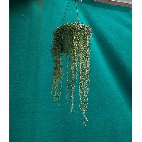 Senecio Rowleyanus