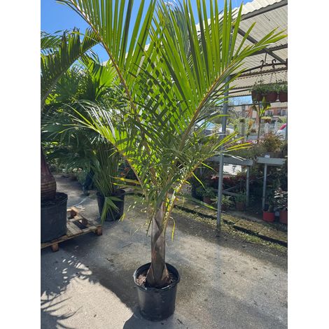 Hyophorbe verschaffeltii (Palmier mascarena) h 2,0 m pot 35 cm