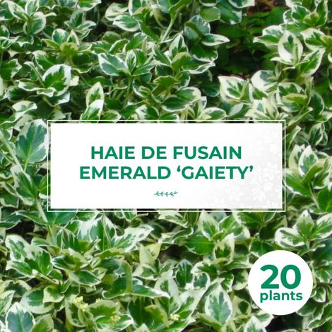 20 Fusains Emerald 'Gaiety' (Euonymus Fortunei 'Gaeity') - Haie Fusain Gaiety (1/4)