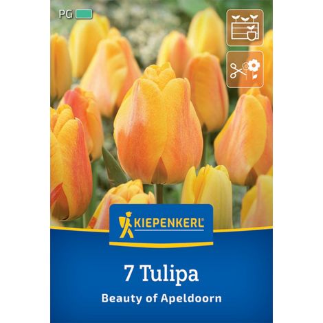 Kiepenkerl Herbstblumenzwiebel Darwin-Hybrid-Tulpe Beauty of Apeldoorn 7 Pflanzen (1/2)