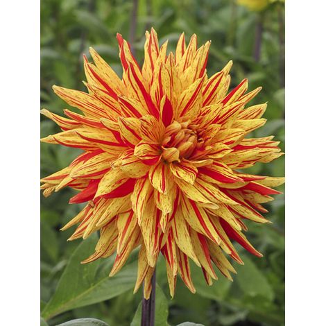 Dahlia semi-cactus 'Vulcan' Bulbe calibre I