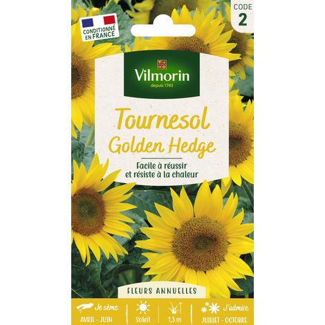 Tournesol Golden Hedge Vilmorin (1/2)