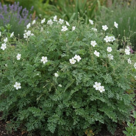Bec de Grue chrysanthum, Erodium/Lot de 3 godets (1/4)