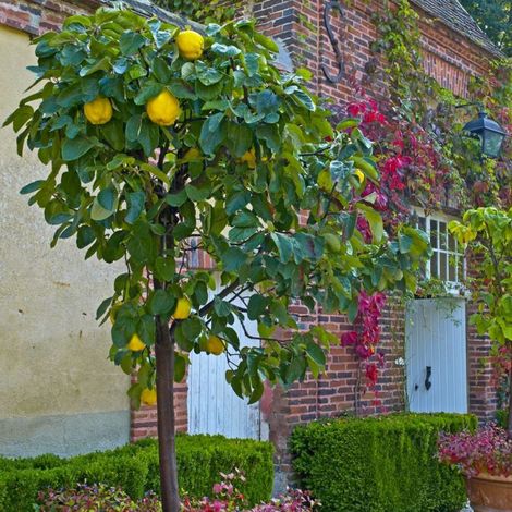 Pépinières Naudet – Cognassier franc (Cydonia oblonga) – Arbre fruitier – Hauteur à maturité 4m – Exposition soleil – Fleurs blanches ou roses