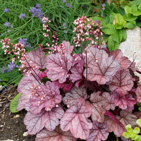Bloomique - Lot de 3 - Heuchera Micrantha 'Palace Purple' – Heuchère – Plantes de jardin – Rustique – Sans danger pour les animaux – Hauteur 10-20 cm – Pot 9x9 cm