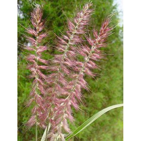 Herbe aux écouvillons 'Karley Rose' Godet de 8/9 cm (1/3)