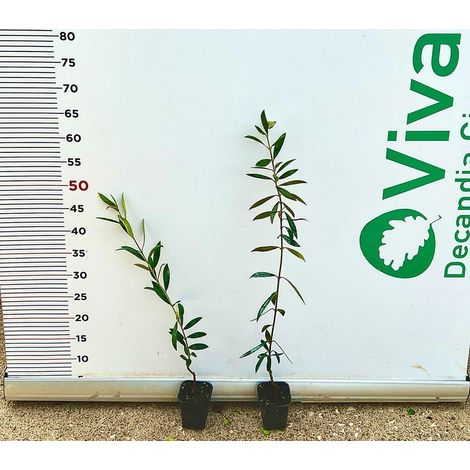 N.2 PIANTA DI ULIVO LECCINO ALTEZZA 50/60 CM vaso 10 cm (foto reali) ANNI 1