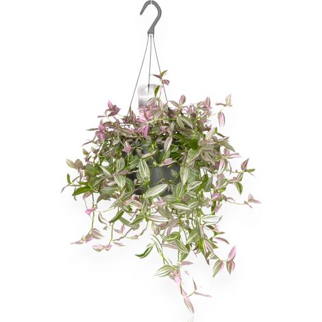 Gardenaria Tradescantia fluminensis 'Pink hill' - Pianta da interno ornamentale - Altezza: 40 cm (vaso 17) (1/4)
