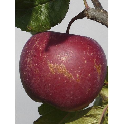 Pommier 'Choupette' Pot de 7,5L/10L, Gobelet