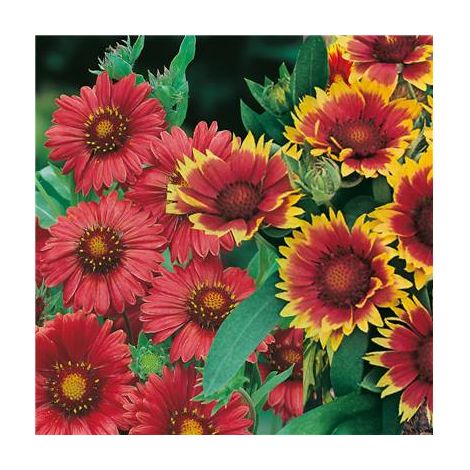 OFFRE FABRE : LOT DE 6 GAILLARDES