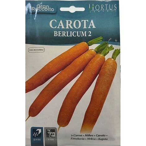 Carota Berlicum 2 gran raccolto