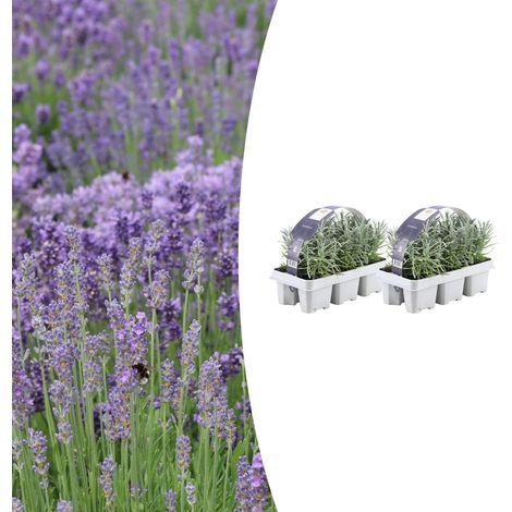 Lot de 12 Lavandes Vraies Angustifolia Plantes Parfumées pour Jardin et Balcon Ø7 cm H15 cm - PANGIVO