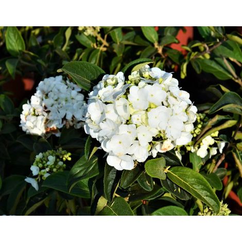 Gardenaria Viburno - Viburnum 'Macrocephalum' - Arbusto ornamentale da giardino - Altezza: 50/70 cm (vaso19) (1/5)