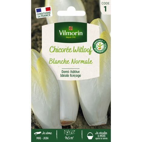 Chicorée Witloof (endive) Blanche Normale Vilmorin