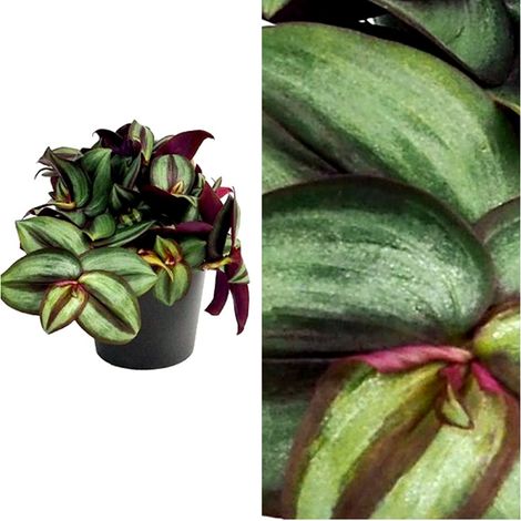 Planta Natural Tradescantia Llamada Amor de Hombre