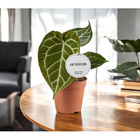 Gardenaria Anthurium 'Crystallinum' - Pianta da interno ornamentale - Altezza: 30 cm (vaso 12) (1/5)