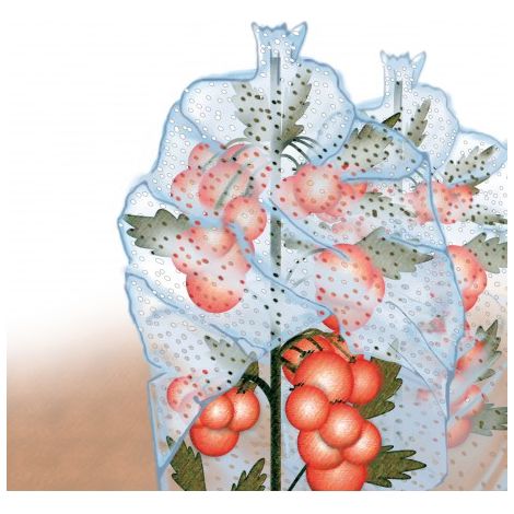 Protège tomate 0,65x10m 20microns ,transparent