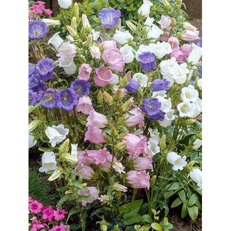 Campanule 'Calycanthema' le sachet de 1450 graines (0,4g) (1/2)