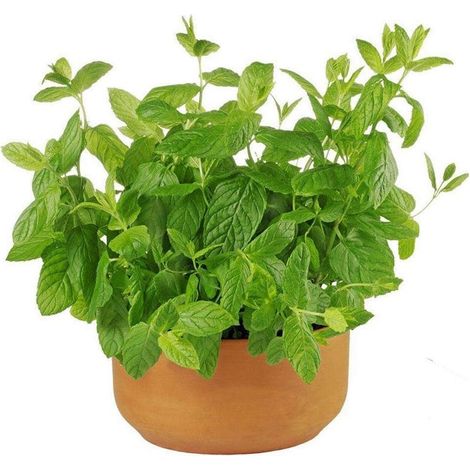 Cataire 100 g – Plante Aromatique – Attire les Chats (1/4)
