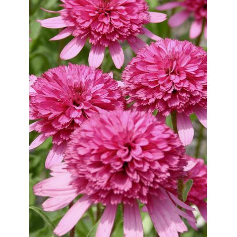 Rudbeckia pourpre 'Southern Belle' Godet de 8/9 cm (1/3)