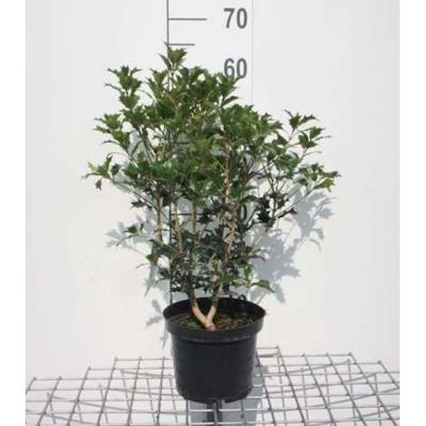 2 x Osmanthus heterophyllus - Faux houx de 30 à 40 cm en pot (1/2)