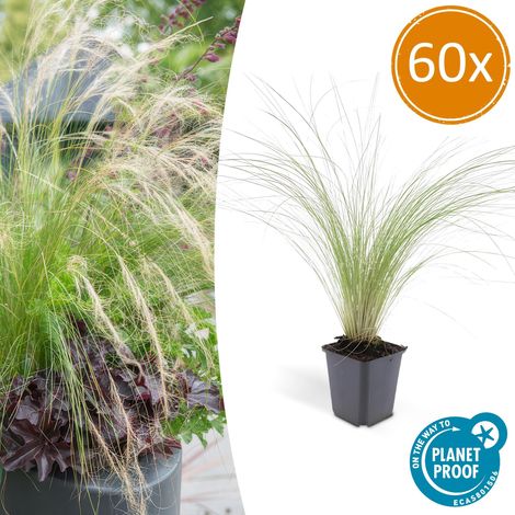 Graminée Ornementale Stipa tenuissima Ponytails Plante Jardin Plein Soleil - Lot de 60 (1/5)