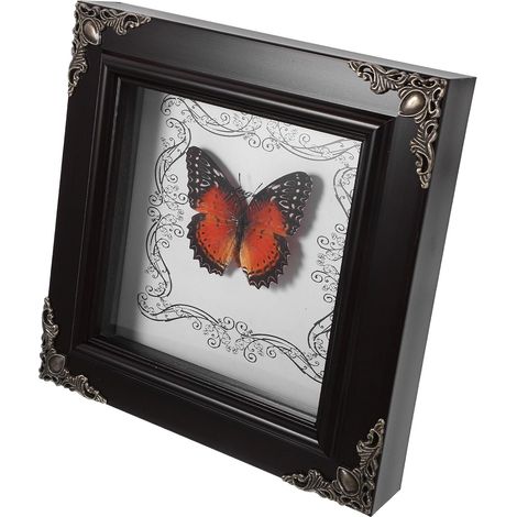 Cadre Photo Décoration Élégante Vintage en Bois et Acrylique avec D'insecte pour Étagère ou Accessoire Photo Original (1/5)