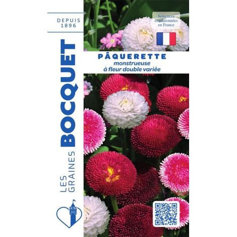 Pâquerette à fleur double variée - 0,3g