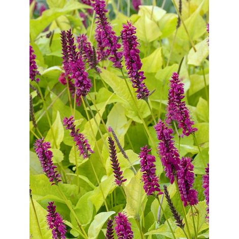Persicaire, Renouée 'Golden Arrow' Godet de 8/9 cm (1/4)
