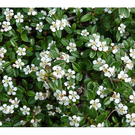 Gardenaria Cotoneaster Coral beauty - Arbusto ornamentale da giardino - Altezza: 30/35 cm (vaso19) (1/2)