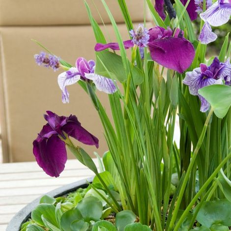 Bloomique - Lot de 3 - Iris Kaempferi - Iris du Japon - Violet - Plantes de bassin - Plantes aquatiques - Rustique - Hauteur 20-30 cm - Pot 9 cm