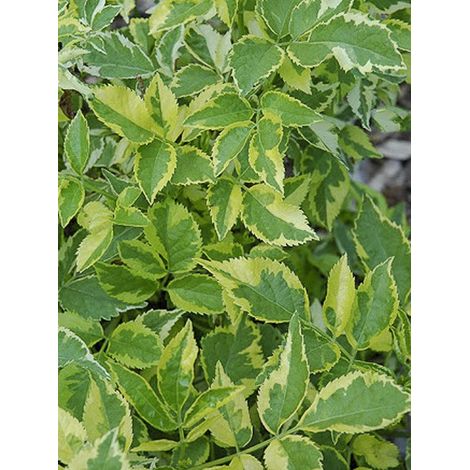 Sureau panaché Pot de 3L/4L