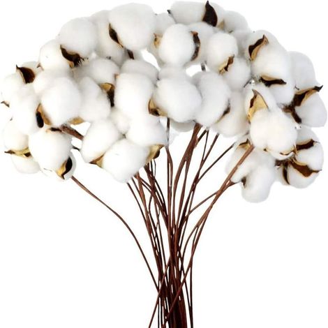 Branches de coton naturelles, fleurs séchées de ferme, branches de coton, plante de coton, fleurs séchées artificielles (20 pièces) (1/5)