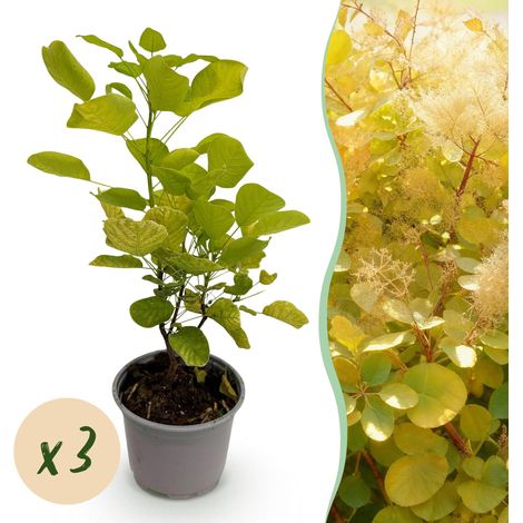 Lot de 3 Arbustes Cotinus coggyria Golden Spirit Feuillage Jaune Pot 12cm Hauteur 35cm - PANGIVO (1/5)