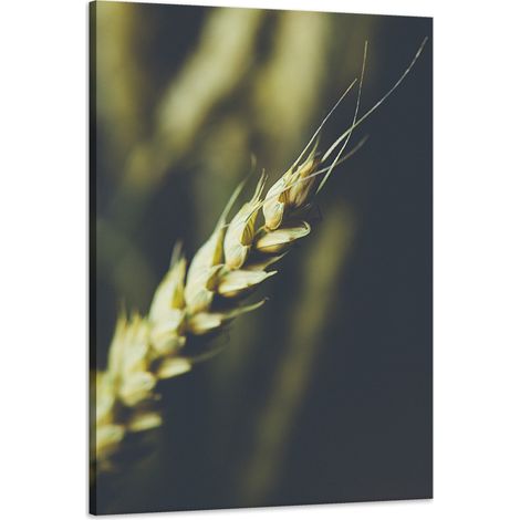 Leinwanddruck Botanik Weizenähre 60x90 cm