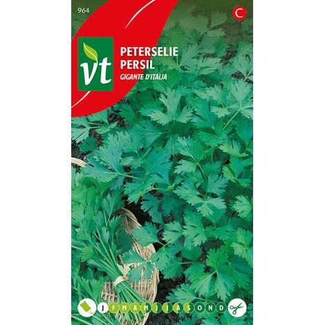 Persil Giganta D'Italia - Ca. 4 gr (Livraison Gratuite) (1/2)