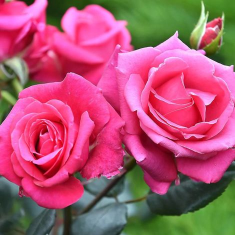 Rosier à grandes fleurs Voluptia® Crazy Pink™ 'Noa16071'/Pot de 3L - 30/60 cm (1/4)